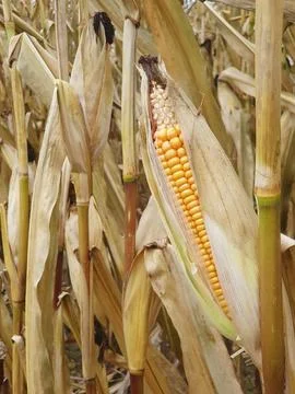 Mature stems of maize (corn) in the field, not yet harvested. Close up. Stock Photos