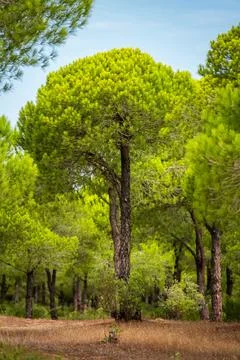 Mature stone pine tree rising above a dry Mediterranean woodland floor Foto stock
