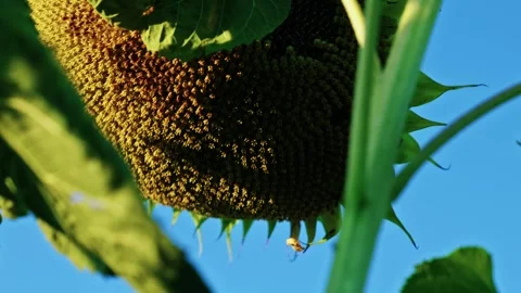 Mature Sunflower Head Facing Downward 5 Stock Footage 342324604