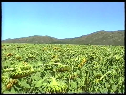 Mature Sunflowers Stock Footage 342690613