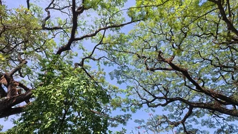 Mature tree branches forming leafy canopy against blue sky Video stock 342574671