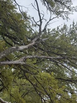 Mature Tree Canopy Viewed From Below Foto stock