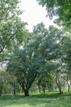 Mature Tree in Quiet Forest for Ecosystem Restoration Themes Photos