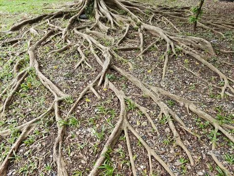 Mature tree roots sprawling across grassy ground with scattered leaves and .. Stock Photos