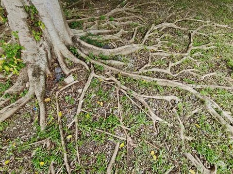 Mature tree roots sprawling through grass with scattered yellow leaves and .. Stock Photos