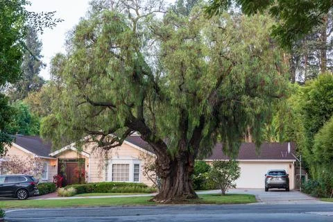Mature tree with spreading branches in front of residential home Stock Photos