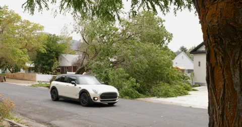Mature tree toppled by hurricane-force winds in the front yard of a home. Stock Footage 144464958