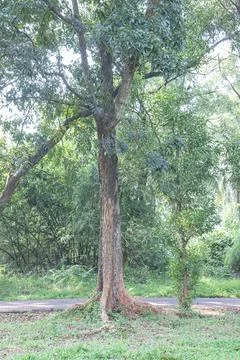 Mature Tree Trunk and Exposed Roots Beside a Park Path. Stock Photos