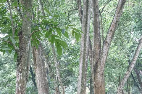Mature Tree Trunks and Dense Foliage in Tropical Woodland Stock Photos
