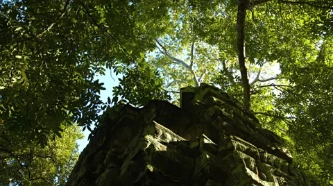 Mature Trees Provide Shade over an Ancient Temple Ruin. Video 4k Stockbeeldmateriaal 61518662