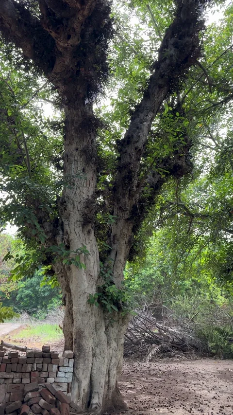 Mature Trees in Wooded Environment Видео 337778495
