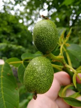 Mature walnut. Stock-Fotos