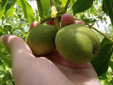 Mature walnut. Stock Photos