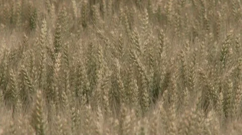 Mature wheat ears waving on a wind Stockbeeldmateriaal 51065887