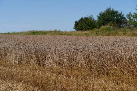 Mature wheat field Фото