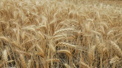 Mature Wheat Stock Footage 528069