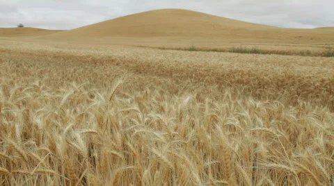 Mature Wheat Stock Footage 528306