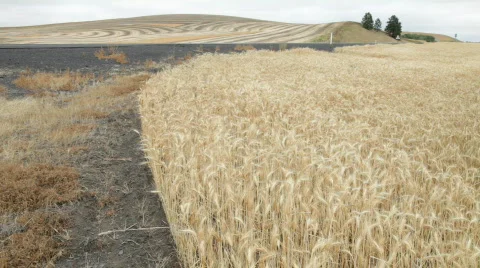 Mature Wheat Stock Footage 529082