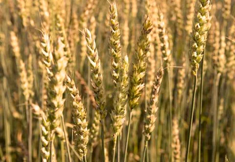 Mature wheatears Stock Photos