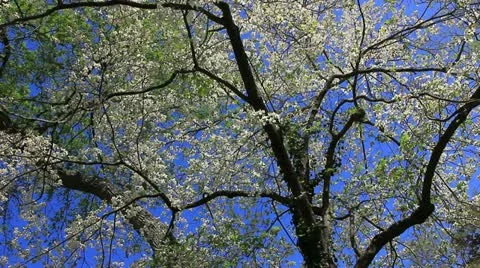 Mature white dogwood tree Stock Footage 11017091