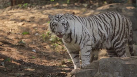 Mature white tiger in the wild Stock Footage 45406400