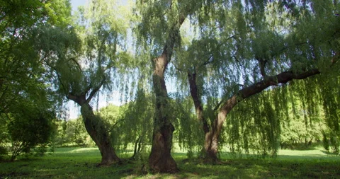 Mature willow trees with long hanging branches in a green park on a sunny day. 库存影片 313834260