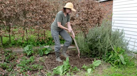 Mature woman digging in vegetable patch Stock Footage 50409978