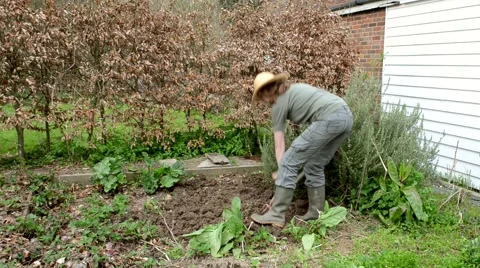 Mature woman digging in vegetable patch Stock Footage 50410350