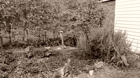 Mature woman digging in vegetable patch Stock Footage 50410643