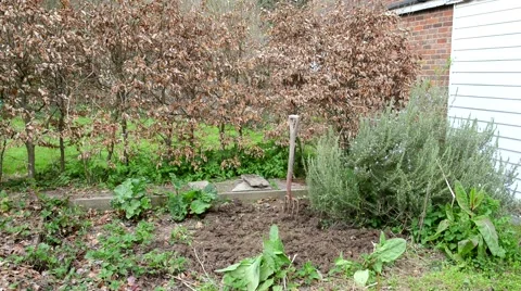 Mature woman digging in vegetable patch Stock Footage 50411016
