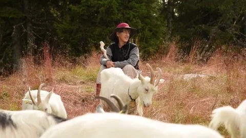 A mature woman is herding goats in a backlit meadow. Stock Footage