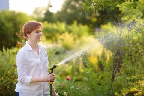 Mature woman watering the lawn with a garden hose in a sunny garden. Stock Photos