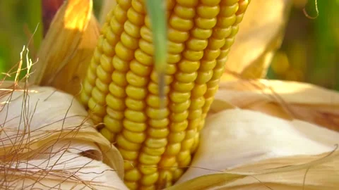 A mature yellow cob of corn on the field Stock-Footage 103112432