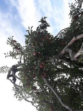 Matured apple tree Stock Photos