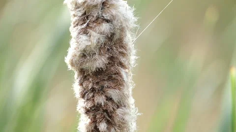 Matured Cattail, Close up Stock Footage 67504556
