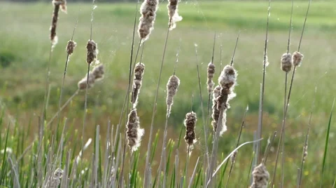 Matured cattails in the springtime Stock-Footage 67504141