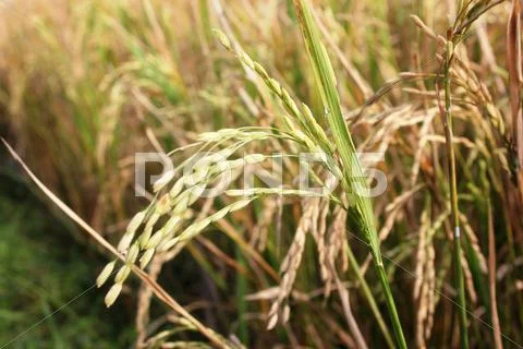 Matured paddy Stock Photos