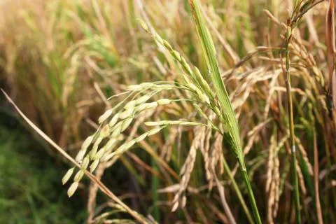 Matured paddy Photos