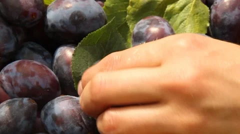 Mature,delicious  plums Stock Footage 8649128
