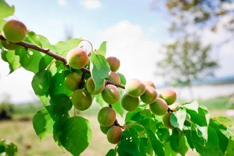Maturing apricots on tree branch during spring time, fruit development Stock Photos