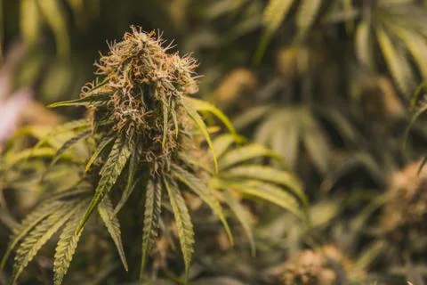 Maturing bud with developing pistils 스톡 사진