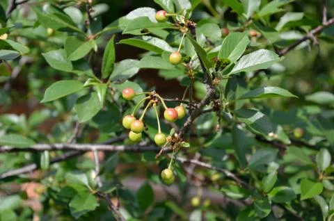 Maturing Cherries on Cherry Tree Stock Photos