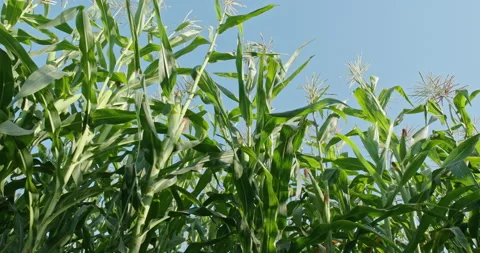 Maturing corn cobs in a corn field. Corn crop. 4K video 스톡 동영상 143549189