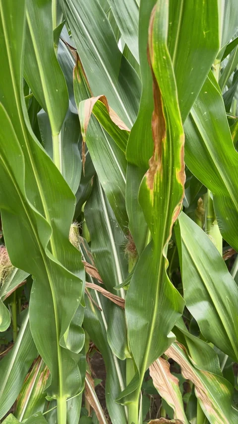 Maturing cornstalks stand tall in a dense field Stock Footage 339356846