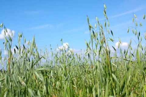 Maturing crops Stock Photos
