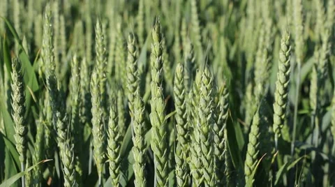 Maturing ears of rye Vídeo Stock 51409497