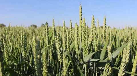 Maturing ears of rye2 Stock Footage 51413868