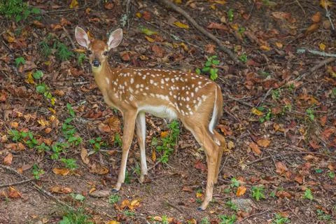 Maturing fawn posing Stock Photos