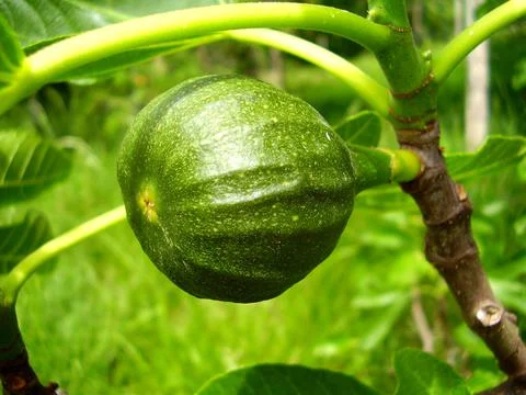 Maturing Fig Foto stock