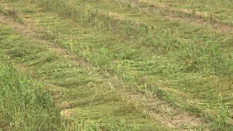 Maturing flax, almost ready to harvest. Flax field in summer. Rural farming Video stock 114600739
